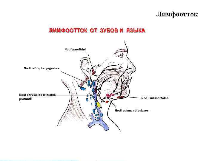 Лимфоотток. Лимфоотток от наружного уха. Лимфоотток от полости носа. Лимфоотток от внутреннего уха схема.