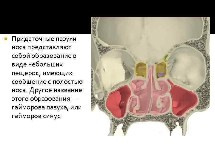 Рак полости носа и придаточных пазух презентация