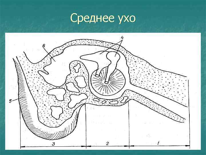 Среднее ухо 