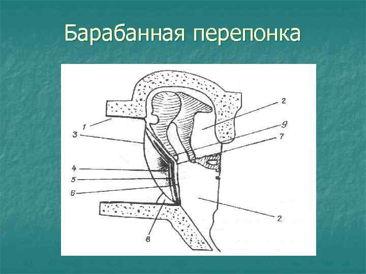 Барабанная перепонка 