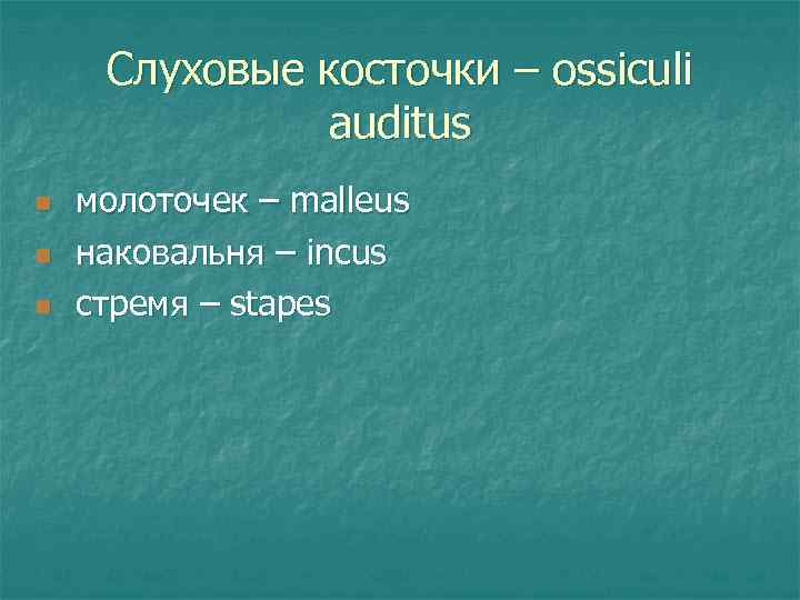 Слуховые косточки – ossiculi auditus n n n молоточек – malleus наковальня – incus