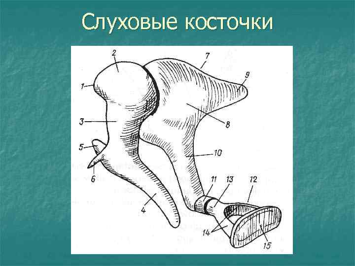 Слуховые косточки стремечко. Молоточек наковальня и стремечко кт. Слуховые косточки анатомия. Анатомия слуховых косточек на кт. Слуховые косточки на кт.