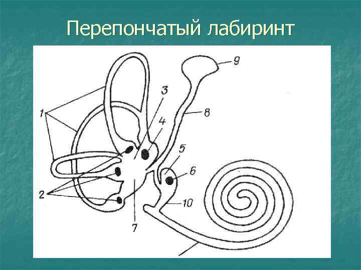 Схема строения костного и перепончатого лабиринтов