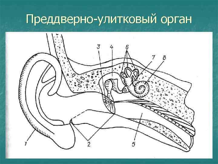 Преддверно-улитковый орган 