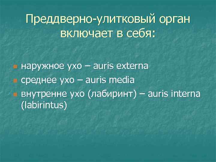 Преддверно-улитковый орган включает в себя: n n n наружное ухо – auris externa среднее