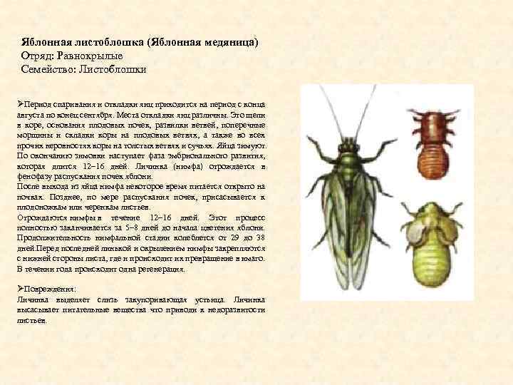 Яблонная листоблошка (Яблонная медяница) Отряд: Равнокрылые Семейство: Листоблошки ØПериод спаривания и откладки яиц приходится