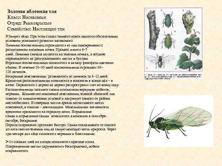 Зеленая яблонная тля Класс: Насекомые Отряд: Равнокрылые Семейство: Настоящие тли ØЗимует яйцо. При этом