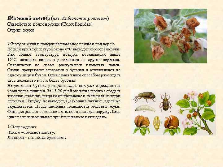 Я блонный цветое д (лат. Anthonomus pomorum) Семейство: долгоносики (Curculionidae) Отряд: жуки ØЗимуют жуки