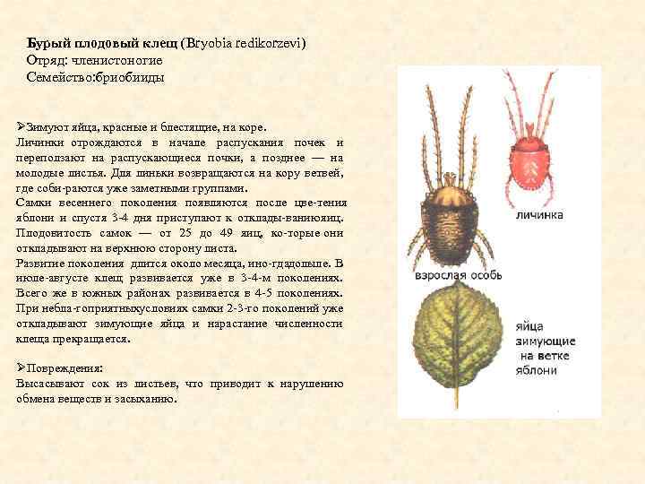 Бурый плодовый клещ (Bryobia redikorzevi) Отряд: членистоногие Семейство: бриобииды ØЗимуют яйца, красные и блестящие,