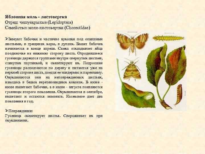 Яблонная моль - листовертка Отряд: чешуекрылые (Lepidoptera) Семейство: моле листовертки (Choreutidae) ØЗимуют бабочки и