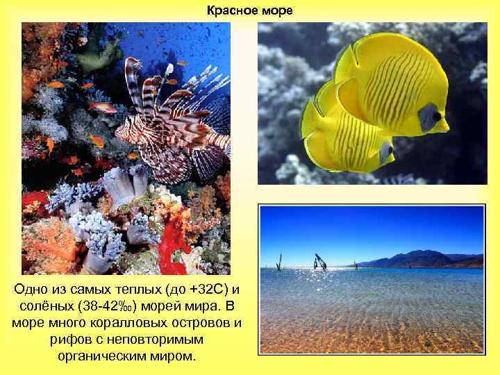 Красное море Одно из самых теплых (до +32 С) и солёных (38 -42‰) морей