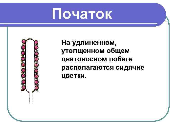 Початок На удлиненном, утолщенном общем цветоносном побеге располагаются сидячие цветки. 