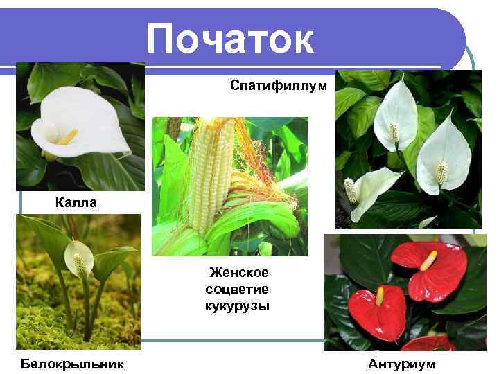 Початок Спатифиллум Калла Женское соцветие кукурузы Белокрыльник Антуриум 