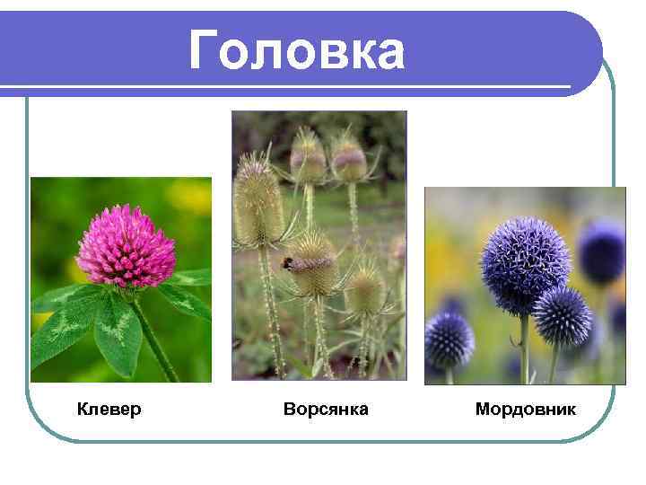 Головка Клевер Ворсянка Мордовник 
