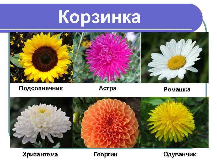 Корзинка Подсолнечник Хризантема Астра Георгин Ромашка Одуванчик 