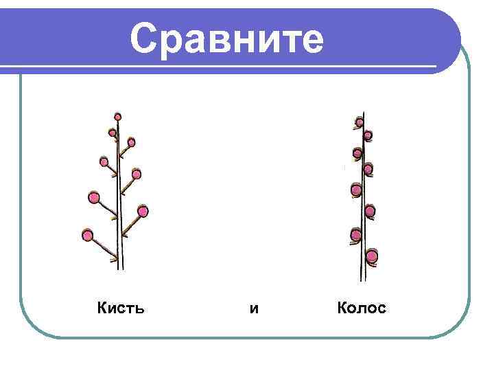 Сравните Кисть и Колос 