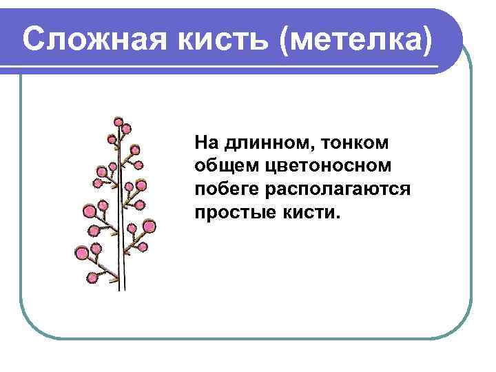 Сложная кисть (метелка) На длинном, тонком общем цветоносном побеге располагаются простые кисти. 