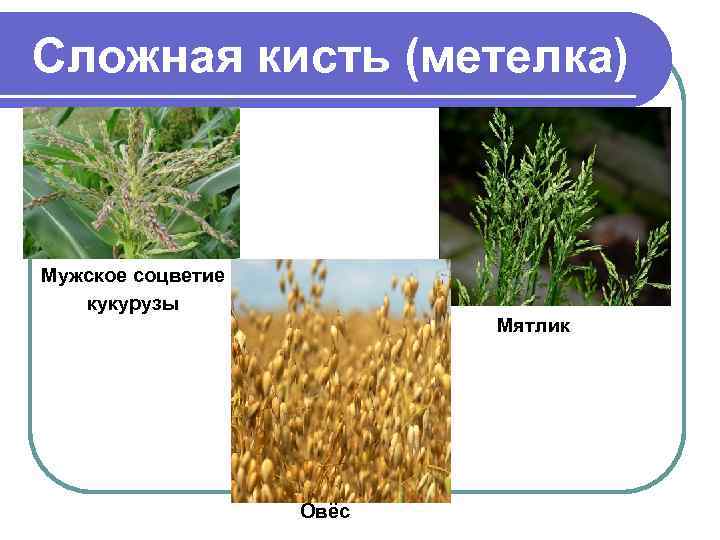 Сложная кисть (метелка) Мужское соцветие кукурузы Мятлик Овёс 