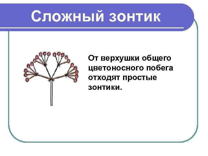 Сложный зонтик От верхушки общего цветоносного побега отходят простые зонтики. 