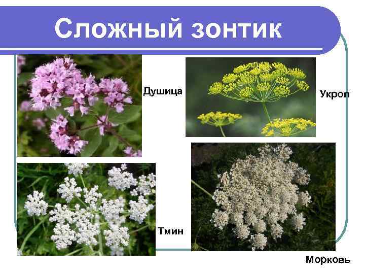 Сложный зонтик Душица Укроп Тмин Морковь 