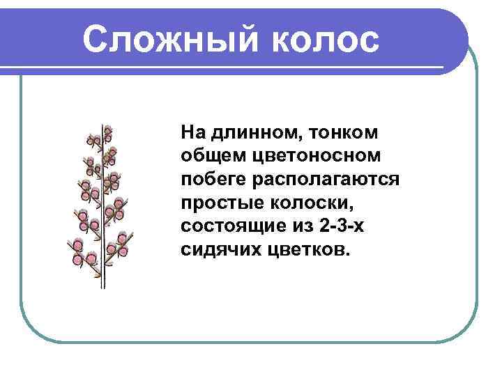Сложный колос На длинном, тонком общем цветоносном побеге располагаются простые колоски, состоящие из 2