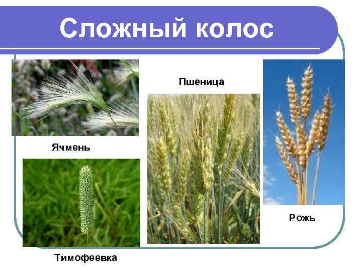 Сложный колос Пшеница Ячмень Рожь Тимофеевка 