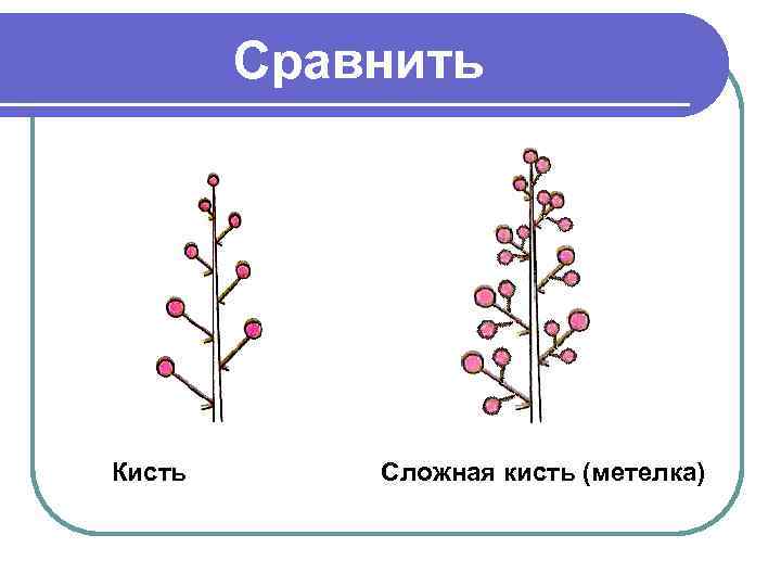 Сравнить Кисть Сложная кисть (метелка) 