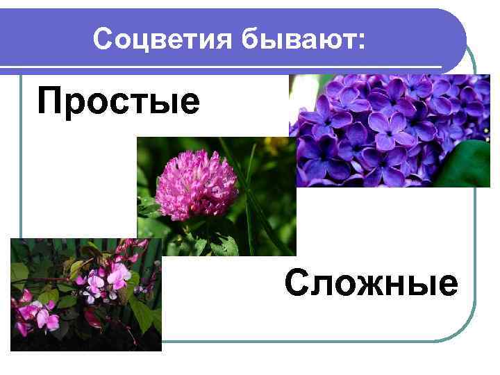 Соцветия бывают: Простые Сложные 