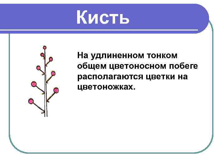 Кисть На удлиненном тонком общем цветоносном побеге располагаются цветки на цветоножках. 