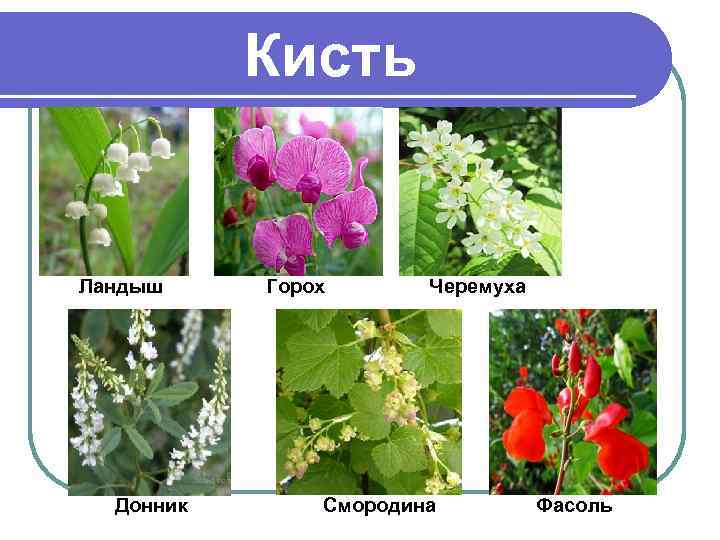 Кисть Ландыш Донник Горох Черемуха Смородина Фасоль 