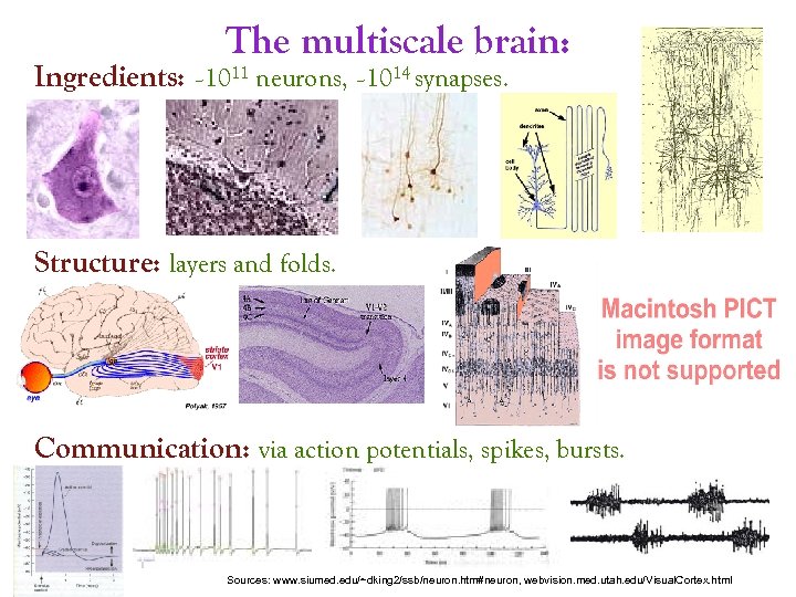 The multiscale brain: Ingredients: ~1011 neurons, ~1014 synapses. Structure: layers and folds. Communication: via