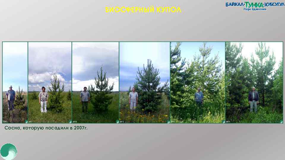 БИОСФЕРНЫЙ КУПОЛ Сосна, которую посадили в 2007 г. 