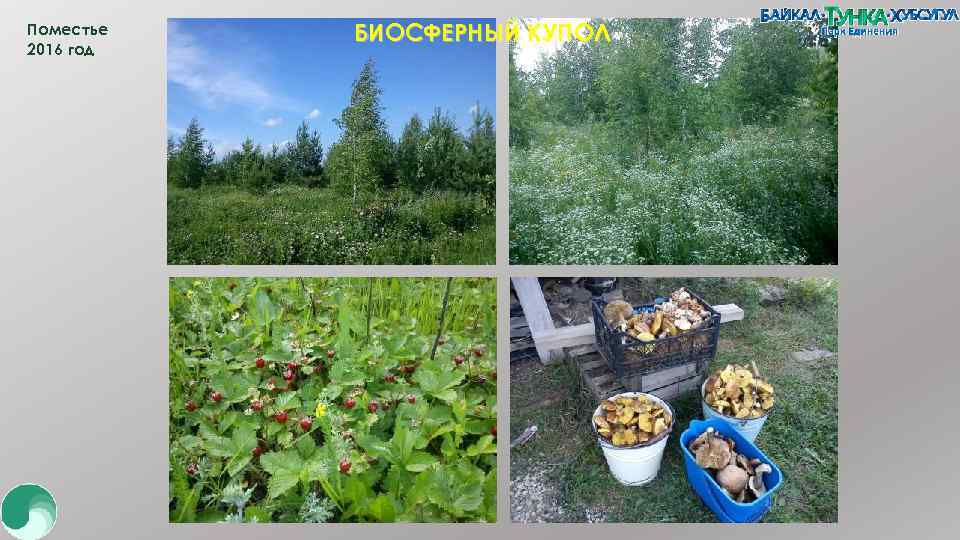 Поместье 2016 год БИОСФЕРНЫЙ КУПОЛ 