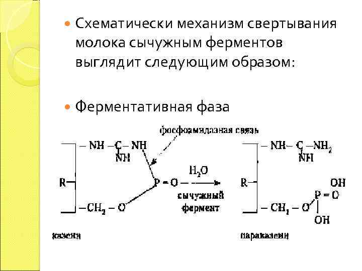 Гидролиз белка