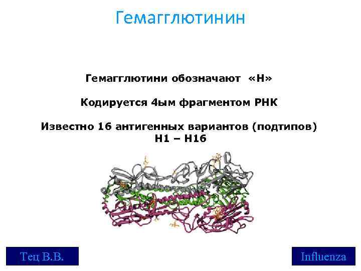 Гемагглютинин Гемагглютини обозначают «Н» Кодируется 4 ым фрагментом РНК Известно 16 антигенных вариантов (подтипов)