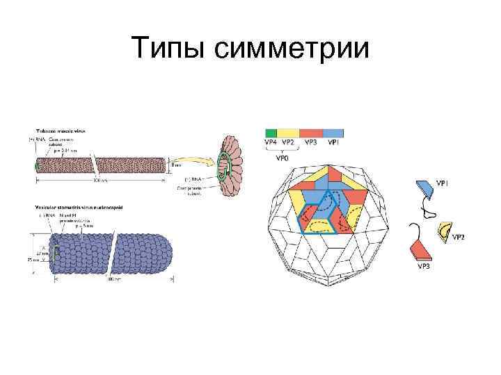 Типы симметрии 