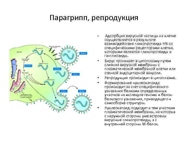 Парагрипп патогенез схема