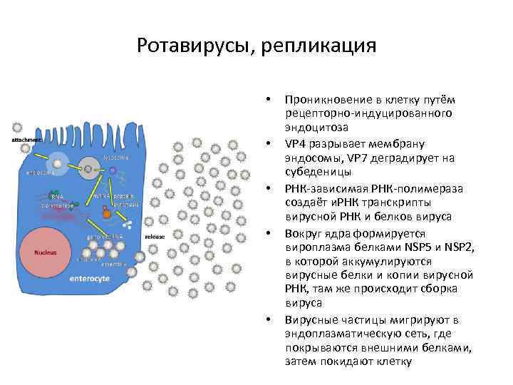 Ротавирусы, репликация • • • Проникновение в клетку путём рецепторно-индуцированного эндоцитоза VP 4 разрывает