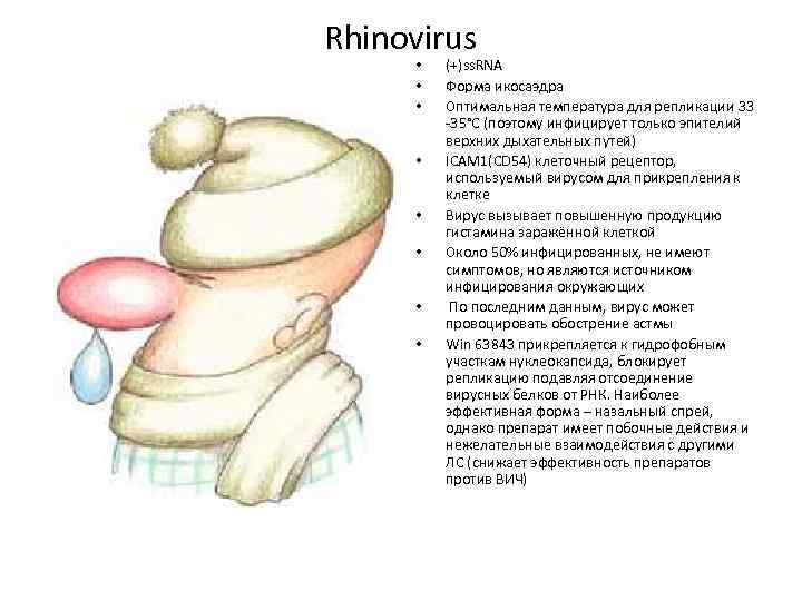 Rhinovirus • • (+)ss. RNA Форма икосаэдра Оптимальная температура для репликации 33 -35°С (поэтому