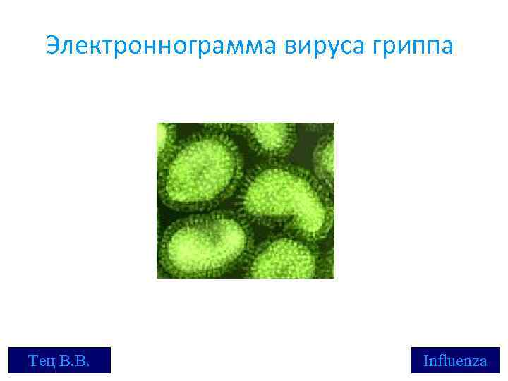 Электроннограмма вируса гриппа Тец В. В. Influenza 