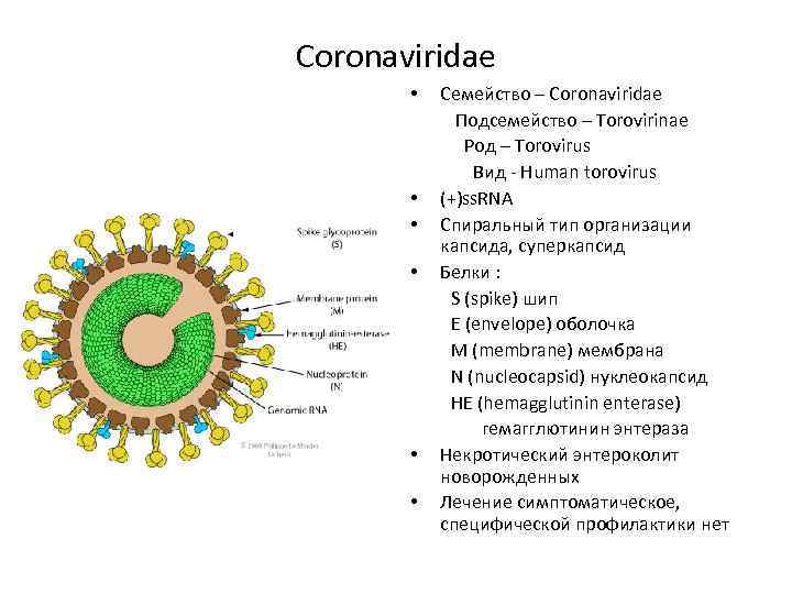 Coronaviridae • • • Семейство – Coronaviridae Подсемейство – Torovirinae Род – Torovirus Вид