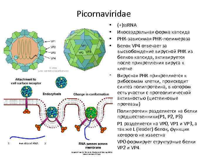 Picornaviridae • • (+)ss. RNA Икосаэдральная форма капсида РНК-зависимая РНК-полимераза Белок VP 4 отвечает