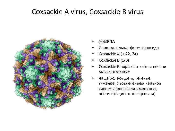 Вирус коксаки лечение. Вирус Коксаки энтеровирус.