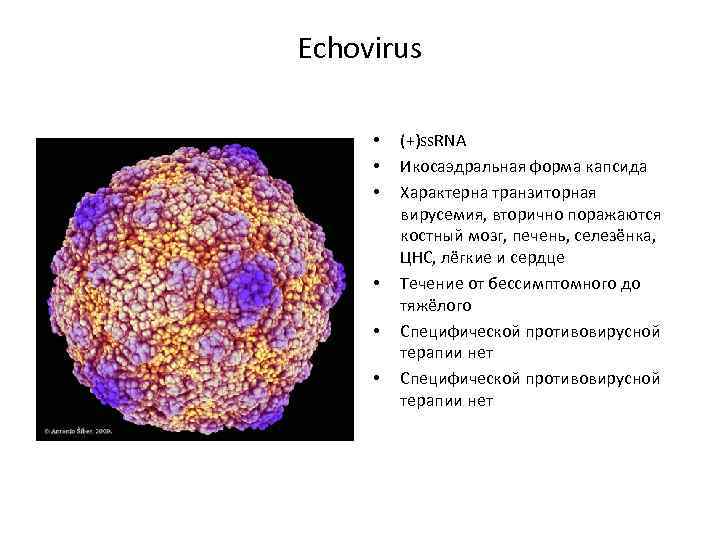 Echovirus • • • (+)ss. RNA Икосаэдральная форма капсида Характерна транзиторная вирусемия, вторично поражаются