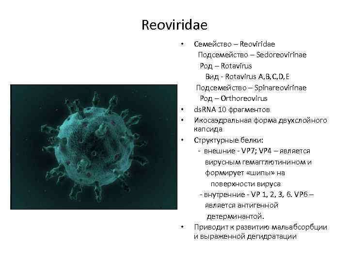 Reoviridae • • • Семейство – Reoviridae Подсемейство – Sedoreovirinae Род – Rotavirus Вид