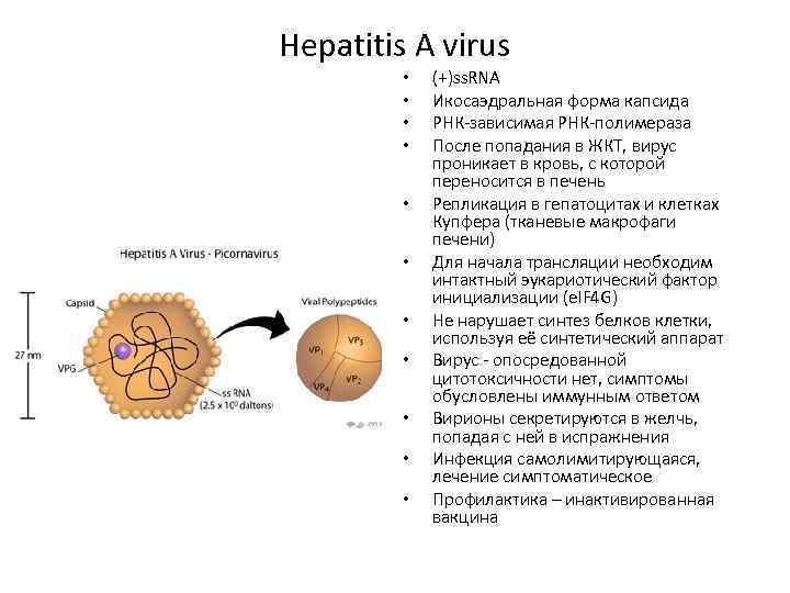 Hepatitis A virus • • • (+)ss. RNA Икосаэдральная форма капсида РНК-зависимая РНК-полимераза После
