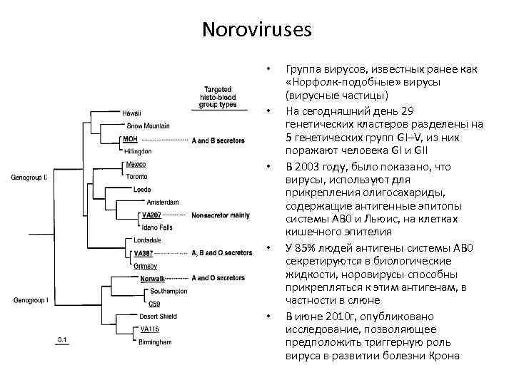 Noroviruses • • • Группа вирусов, известных ранее как «Норфолк-подобные» вирусы (вирусные частицы) На