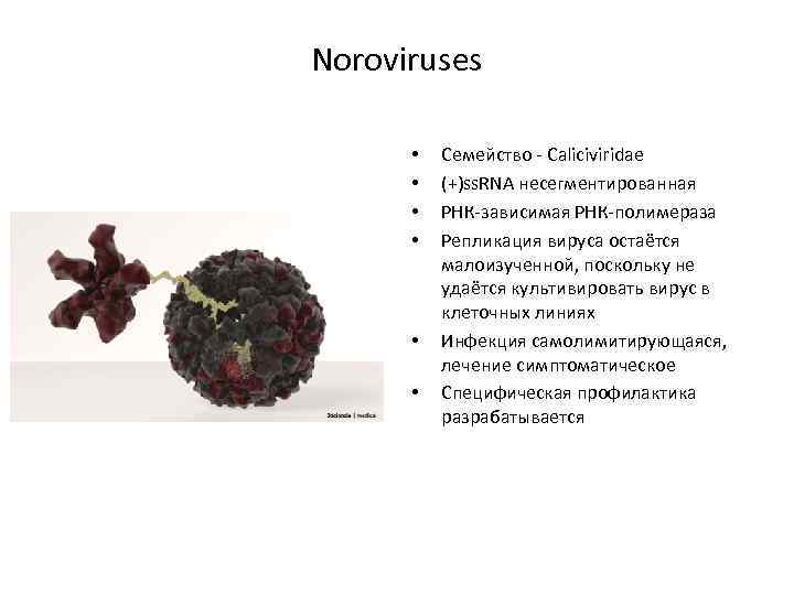 Noroviruses • • • Семейство - Caliciviridae (+)ss. RNA несегментированная РНК-зависимая РНК-полимераза Репликация вируса
