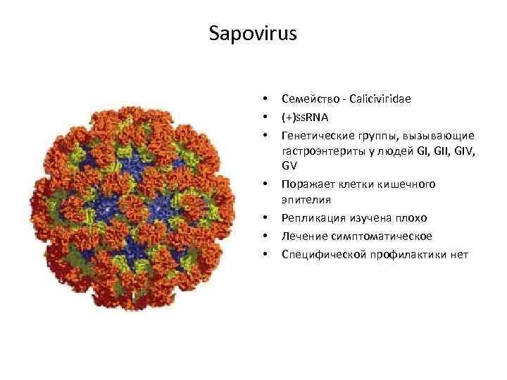 Sapovirus • • Семейство - Caliciviridae (+)ss. RNA Генетические группы, вызывающие гастроэнтериты у людей