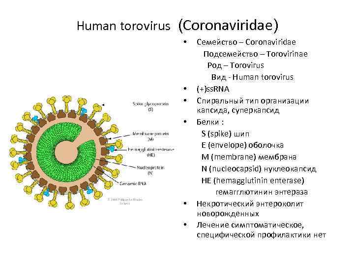 Human torovirus (Coronaviridae) • • • Семейство – Coronaviridae Подсемейство – Torovirinae Род –